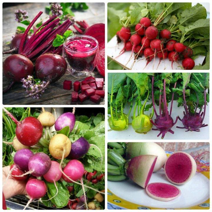 Tổng Hợp Các Hạt giống Ăn Quả, Củ, Nảy Mầm Cao, Sinh Trưởng, Phát Triển Khỏe - Nông Sản Vàng