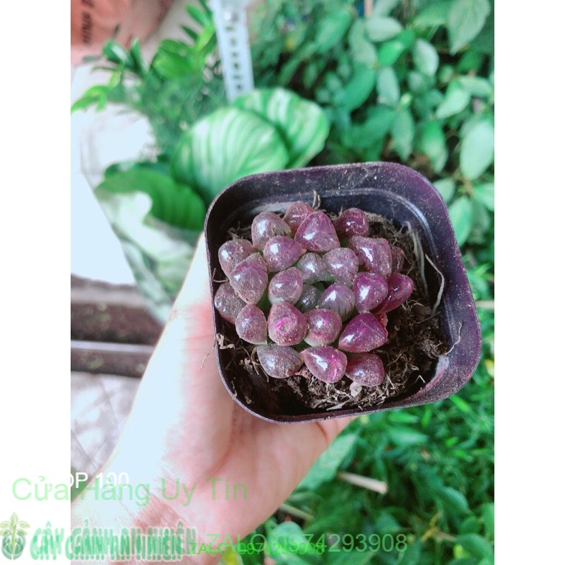 Kim Cương Copi Hàng Bán Chạy