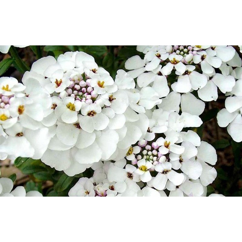 Hạt giống hoa tổ ong mix