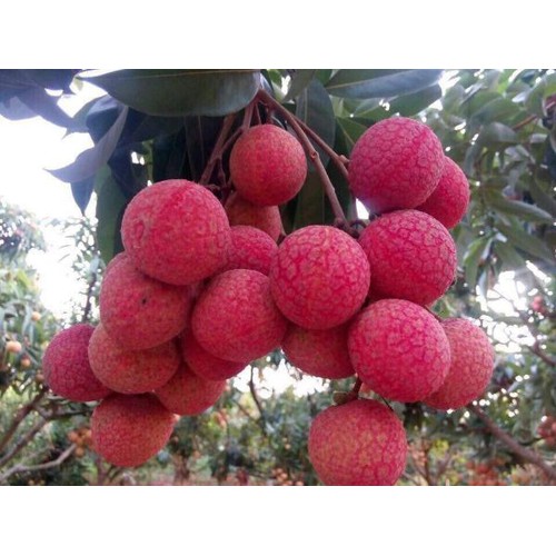 Cây giống vải thiều chiết