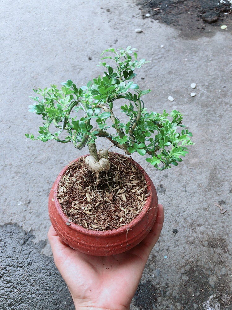 [HCM]Chậu Cây Cần Thăng