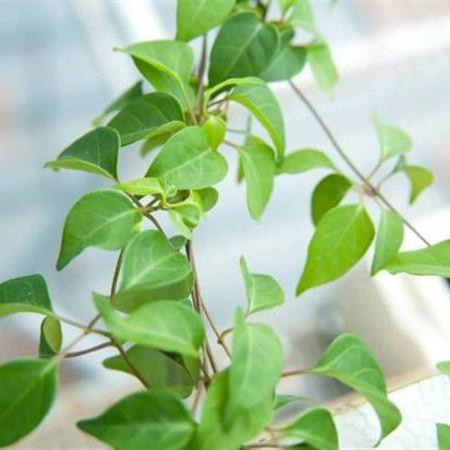 MA306 GÓI 10 HẠT GIỐNG LÁ GIANG