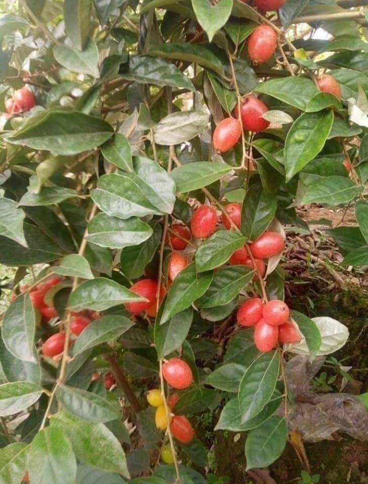 CÂY NHÓT NGỌT MỸ