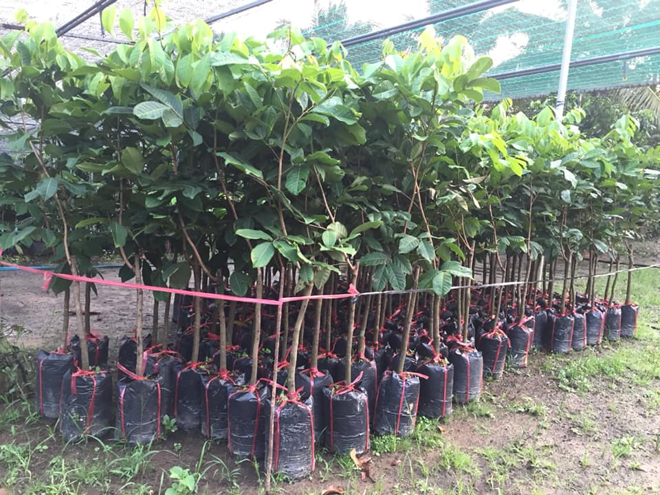 cây giống chôm chôm thái