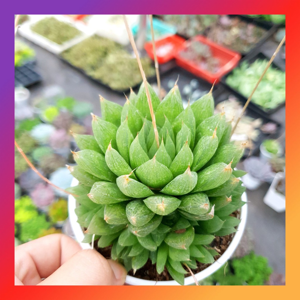 Sen đá dạ quang size trung bình lỗi 1 đổi 1
