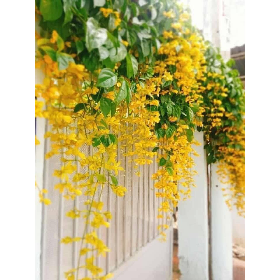 02 cây giống cây lan hoàng dương siêu phẩm leo giàn lz4