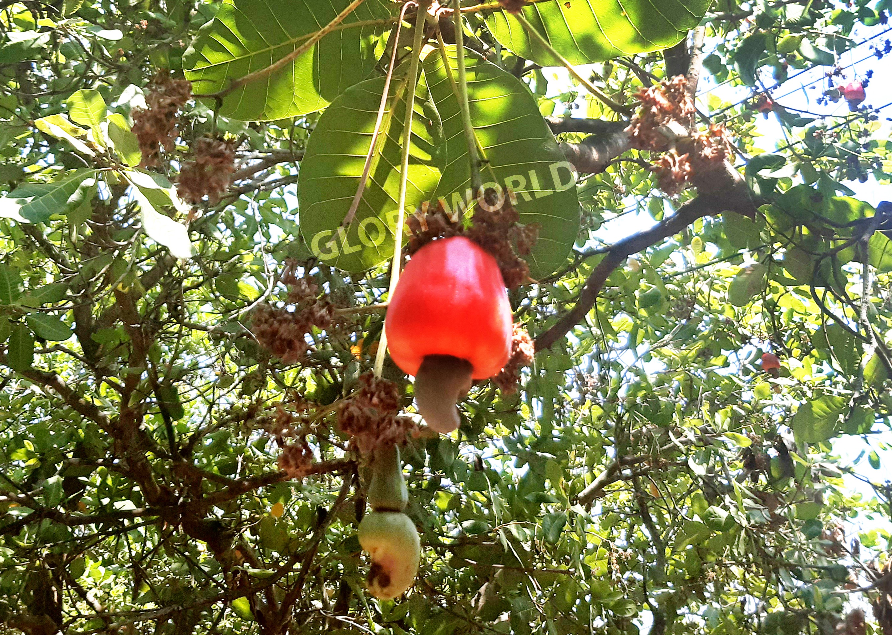HẠT ĐIỀU RANG MUỐI BÌNH PHƯỚC THƯƠNG HIỆU BIG TREE 240G