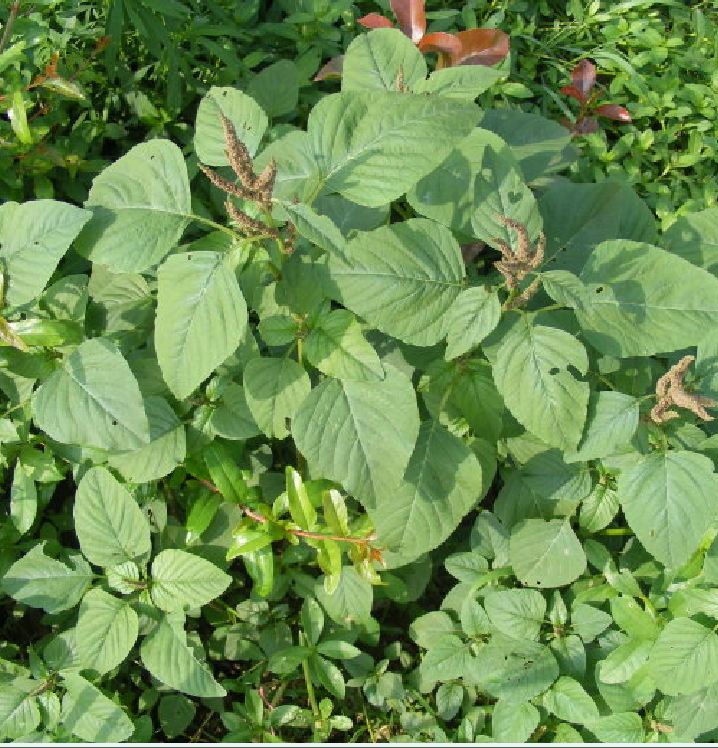 "Gói 10Gram Hạt " Hạt giống rau dền cơm ( dền dại)