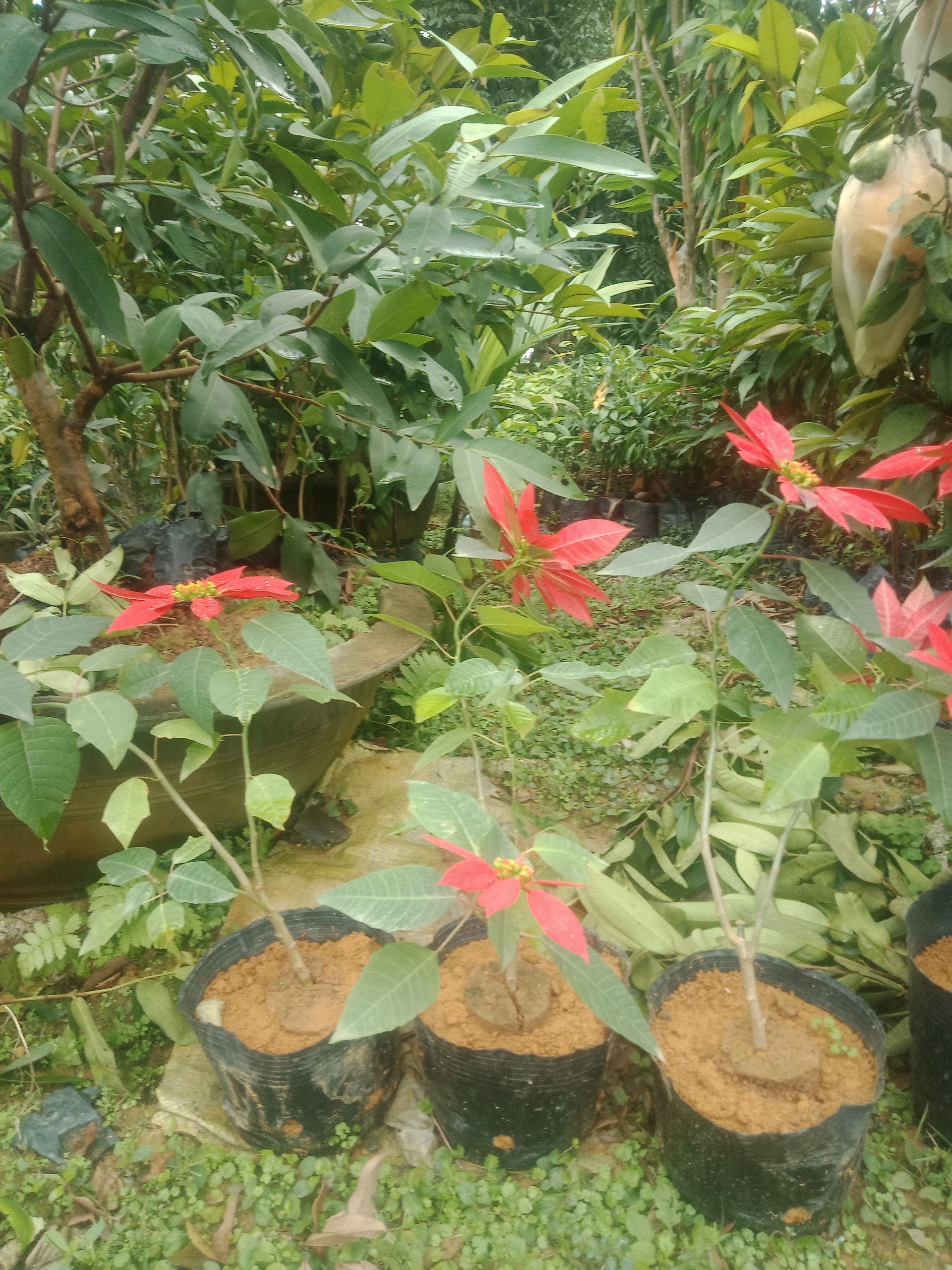 CHẬU Cây hoa trạng nguyên