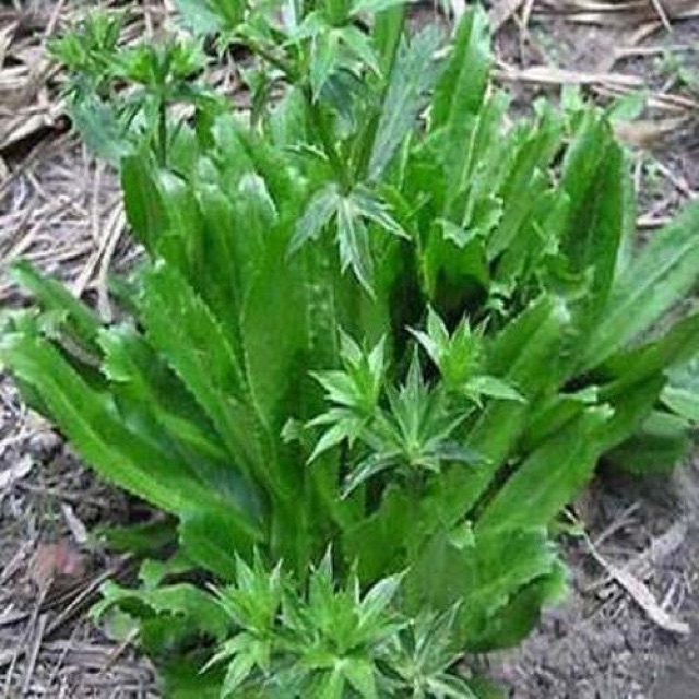HẠT GIỐNG MÙI TÀU (NGÒ GAI)