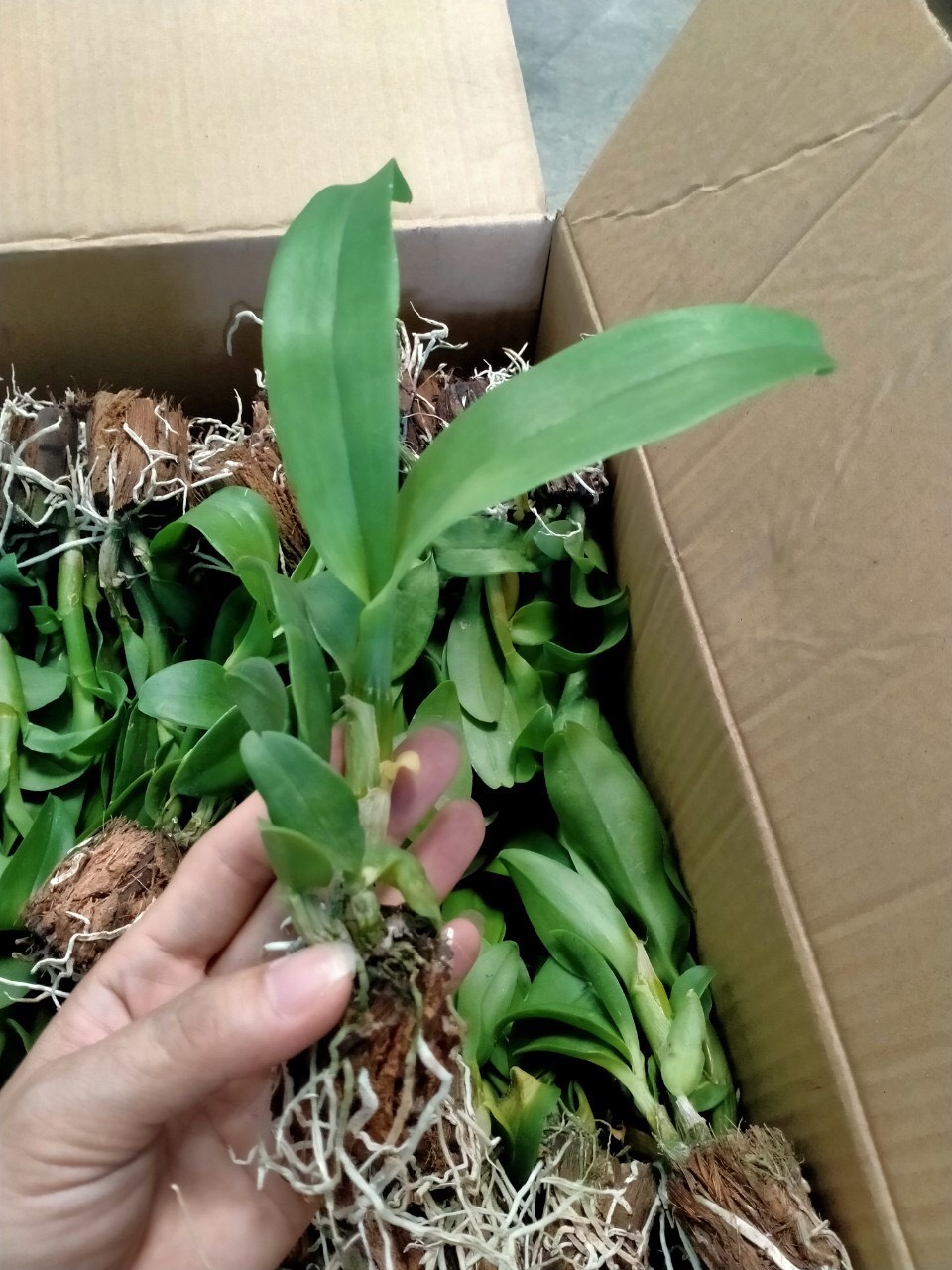 3 cánh hoa Vàng 3 cánh hoa Cam - cây giống(cao 7-12cm)