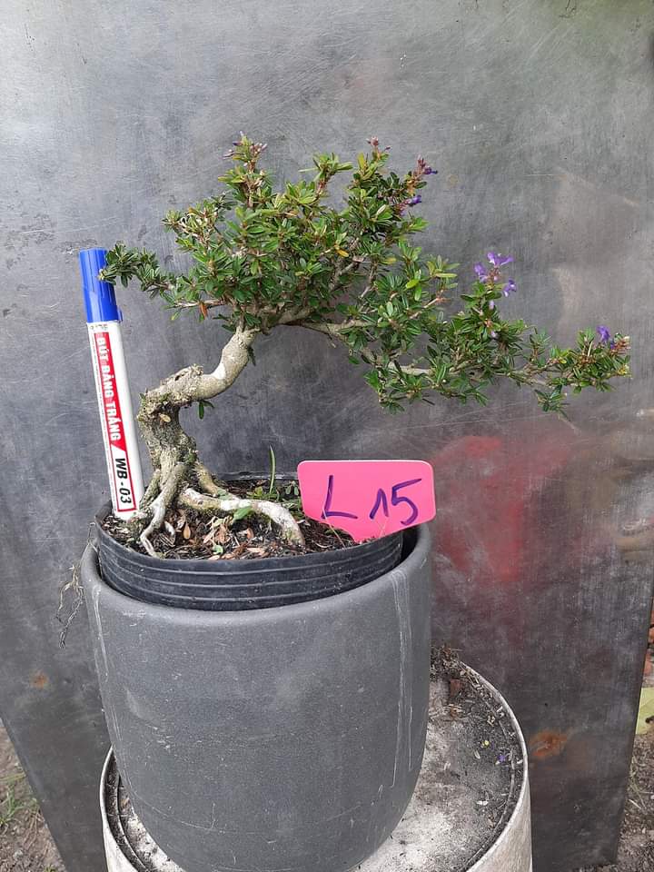 Linh sam 86 bonsai để bàn đã tạo dáng