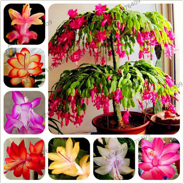 Chậu cây lan càng cua - lan nhật quỳnh - cây để bàn cho hoa rũ - Zygocactus truncates