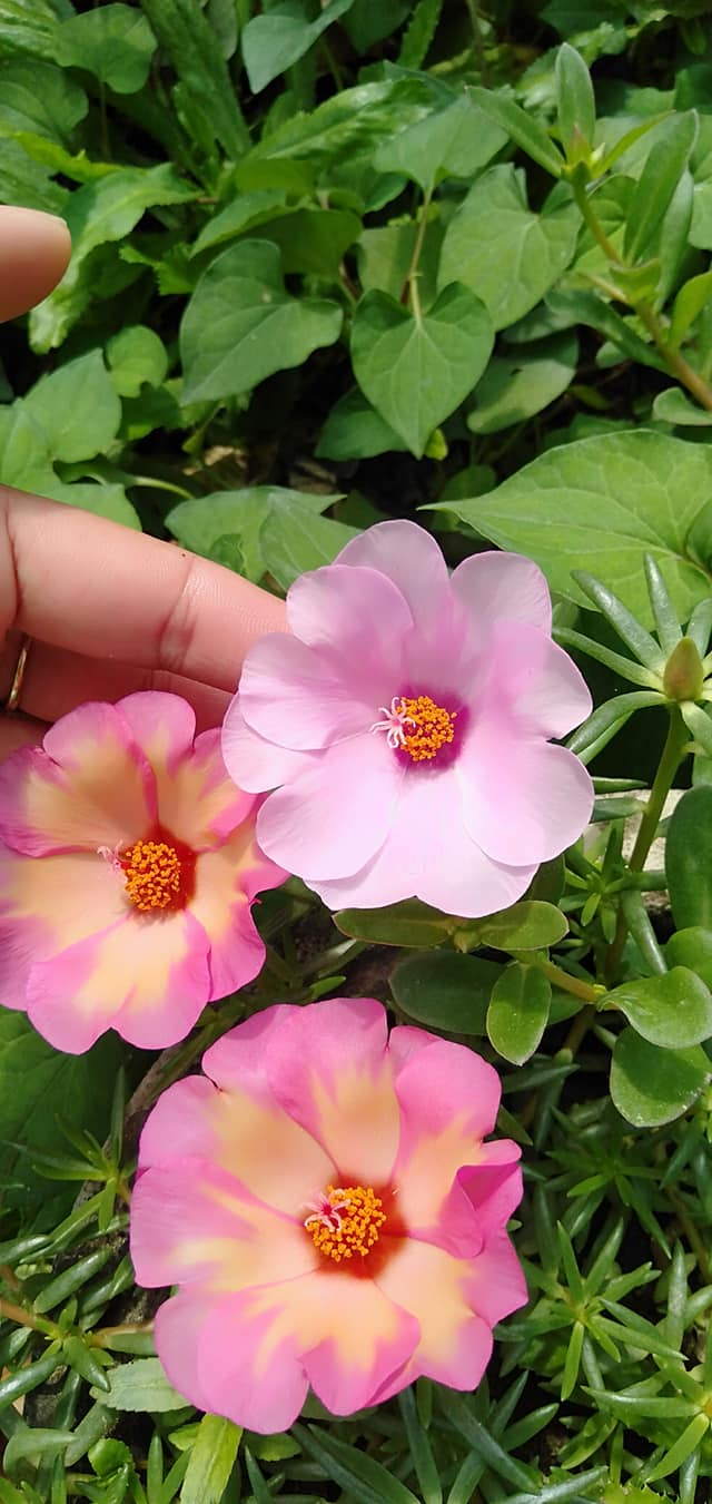 100 Hạt giống hoa 10h mỹ đơn