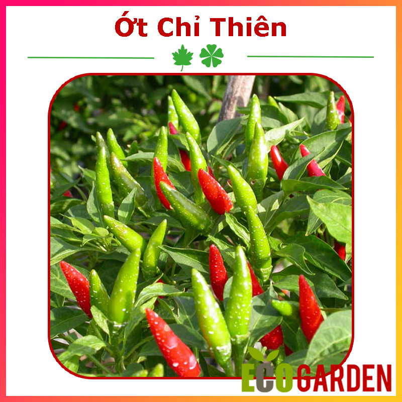 Hạt Giống Ớt Chỉ Thiên Lai F1 (Ớt Hiểm) (ECO.345)