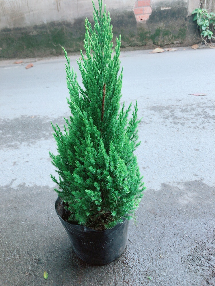 Cây Tùng (Cây Sơn Tùng)