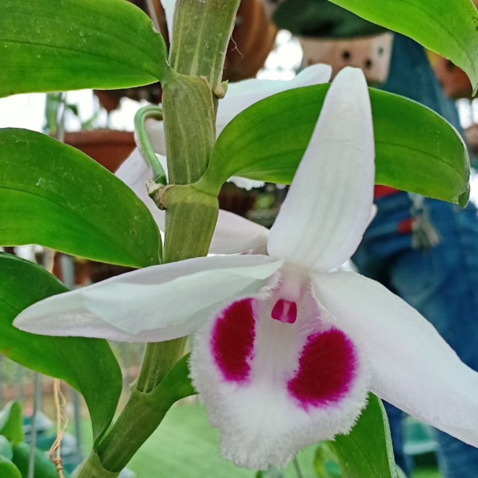 phong lan phi điệp ( ám mắt trâu phú thọ)