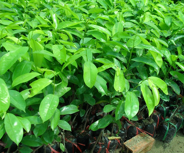 Cây giống Mãng cầu xiêm GHÉP Thái Lan siêu trái.