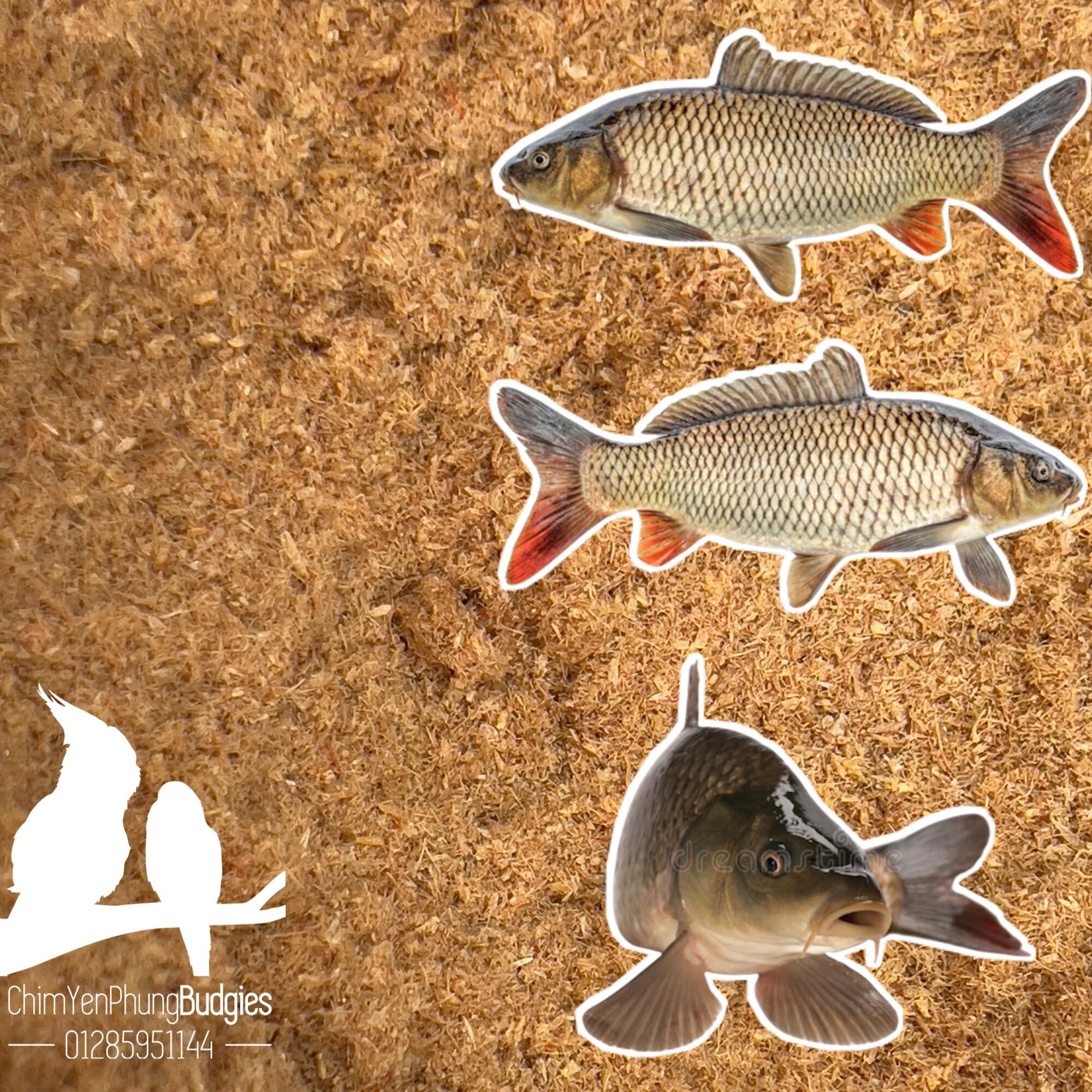 1kg bột ruốc tanh (100% nguyên chất) dùng làm mồi câu cá trôi, trắm, tra, phi, điêu hồng hoặc thức ăn Gia Súc.