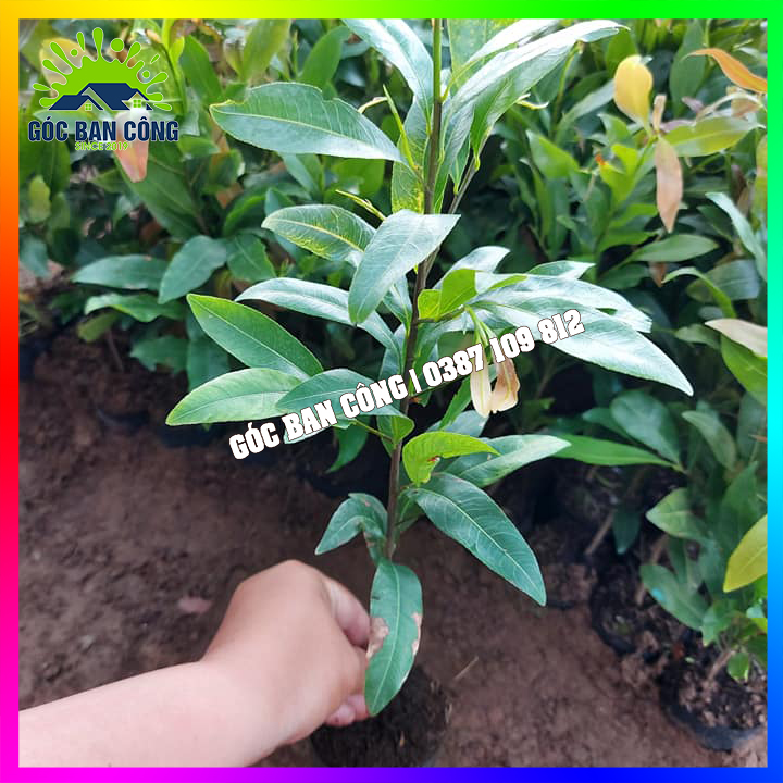 Combo 10 Cây Mai Con Quấn Rễ