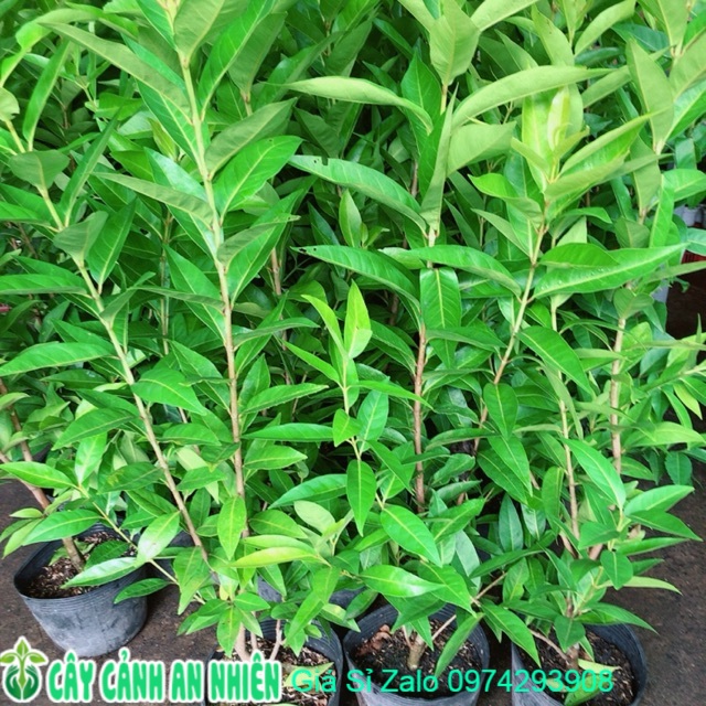 Bụi cây vối