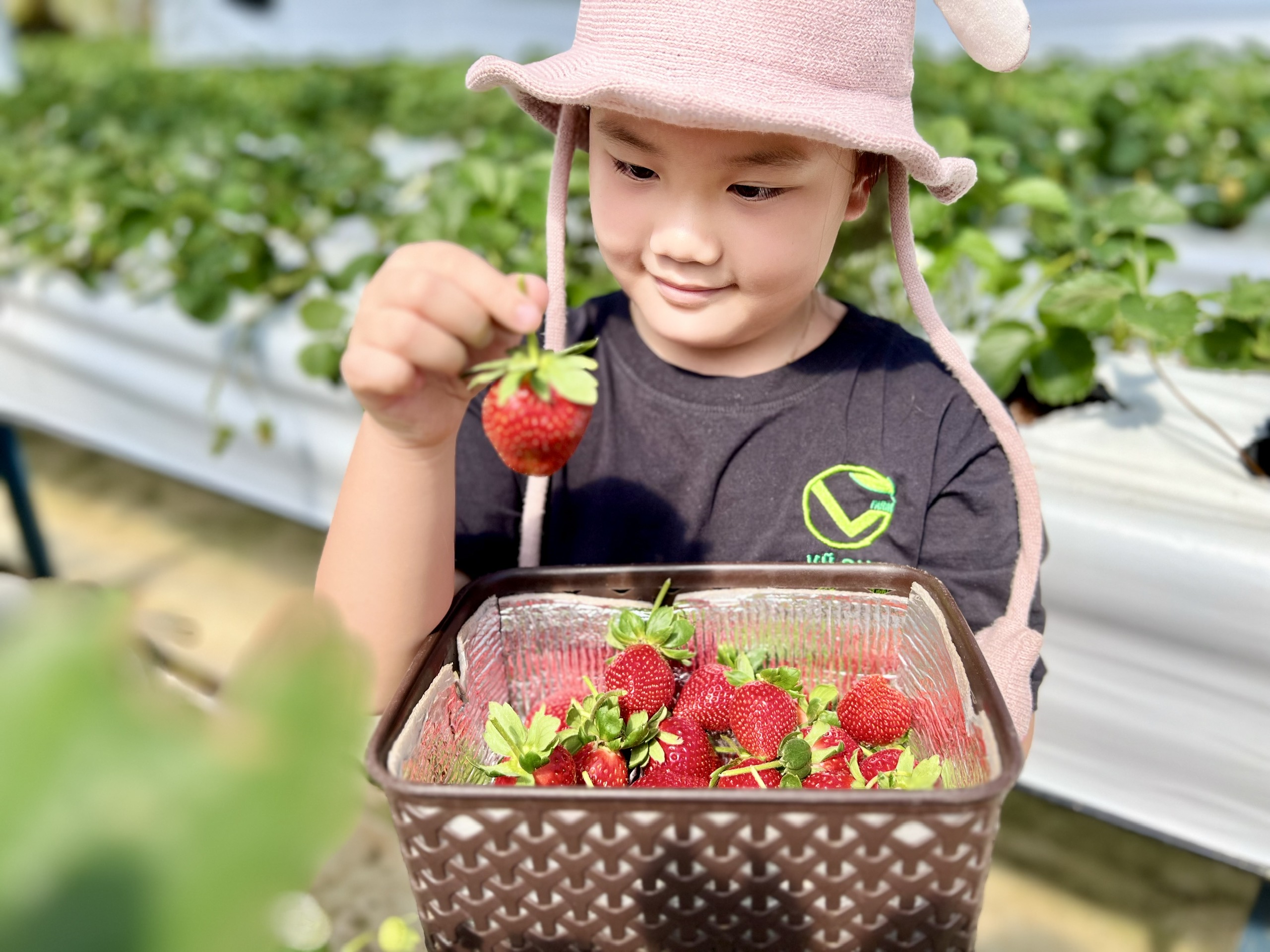 [Hcm] Frozen Japanese Sachi Strawberries - for Making Ice Cream, Cakes, Jams, Smoothies