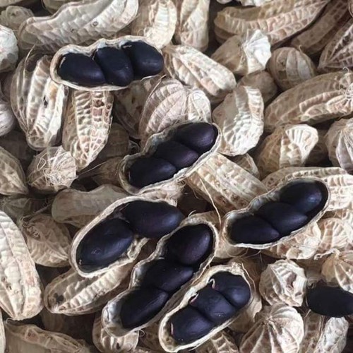 Hạt giống lạc đen KOKUMA nhập khẩu Đài Loan - 1 gói 15gram