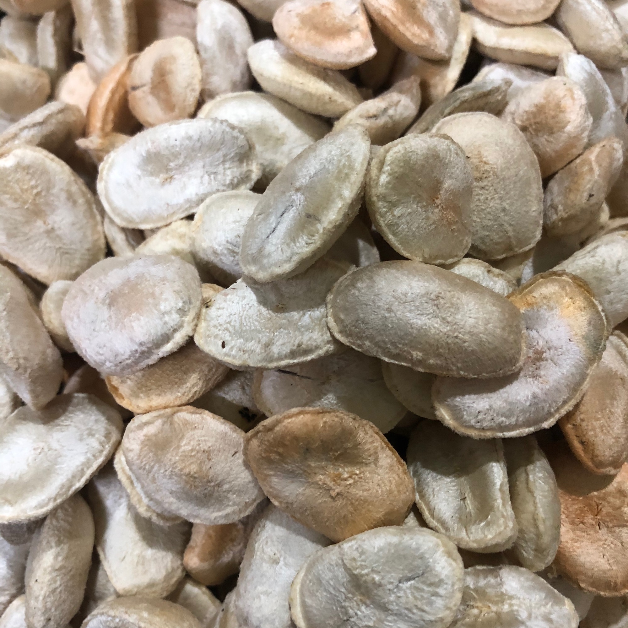 Combo 20 hạt sang ( sành) rừng 200k