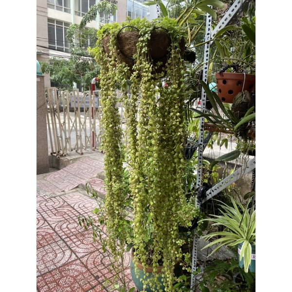 Cây Vảy Rồng 10cm