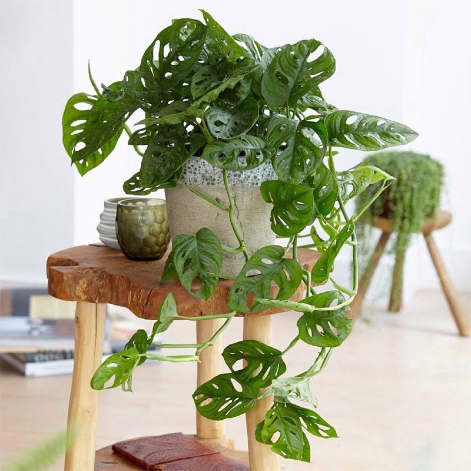 Cây Monstera adansonii Five Holes chậu nhựa