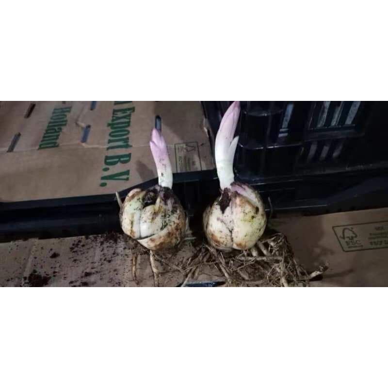 củ ly cánh kép,hoa thơm