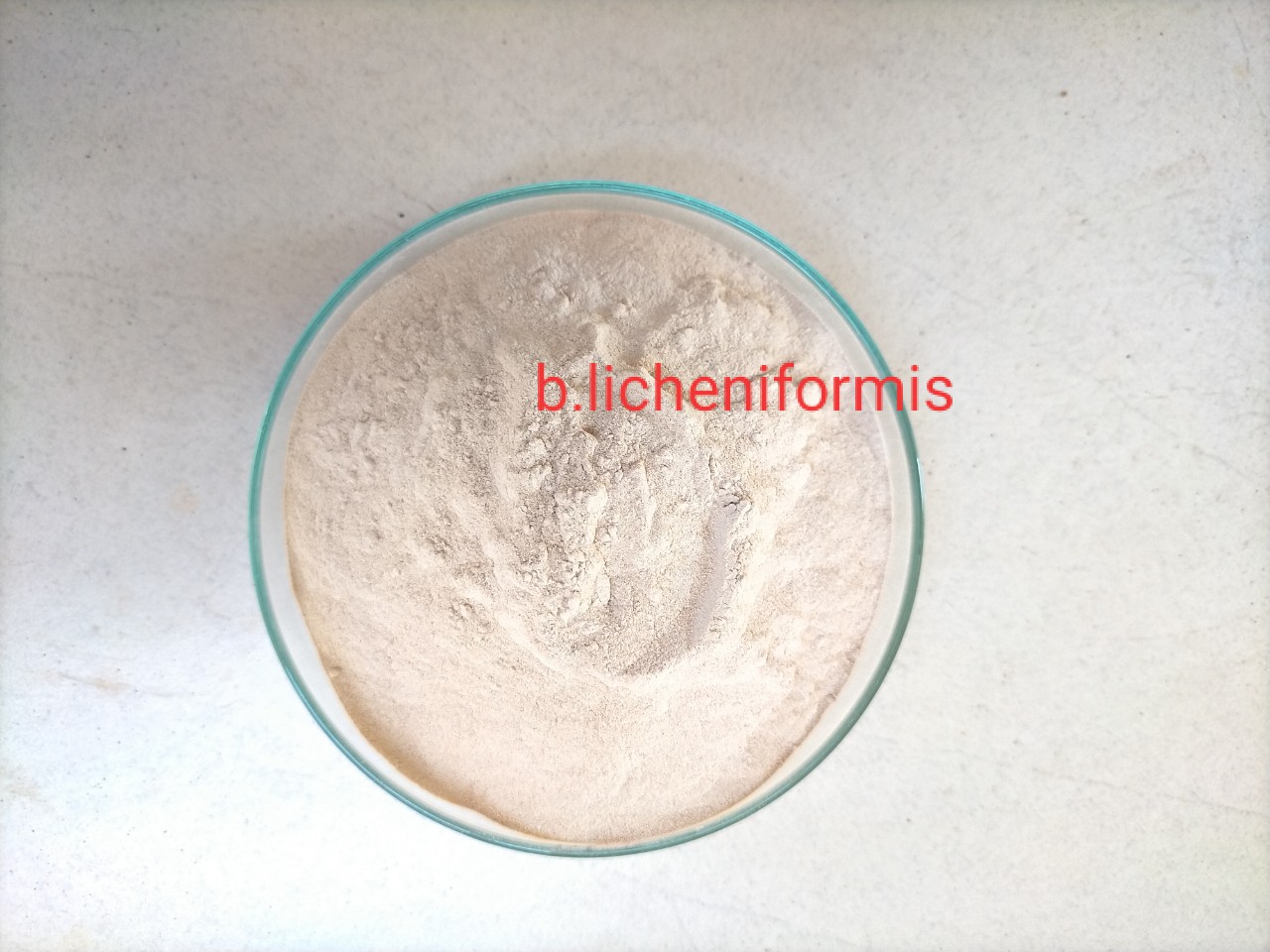 Men Microbiology (Bacillus subtilis 10 ^ 9 CFU/g)