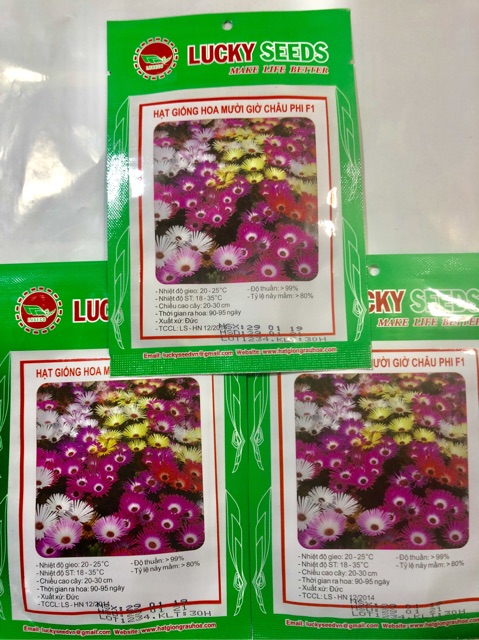 HẠT GIỐNG HOA MƯỜI GIỜ CHÂU PHI F1