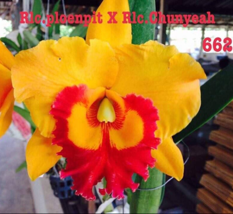 Lan Cattleya Trưởng Thành, giống nhập Thái Lan