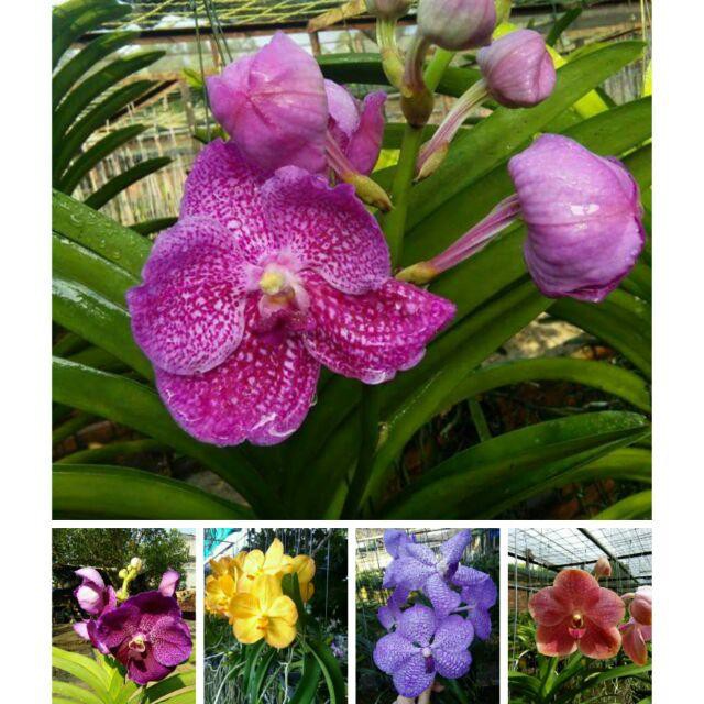 Combo 5 cây giống lan vanda đủ màu, hàng nhập thái lan