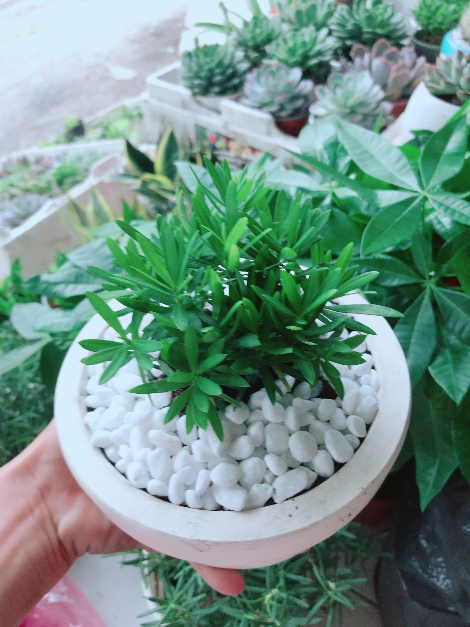 Chậu tùng vạn niên
