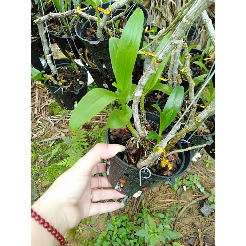 hoa phong lan trầm tím rừng chậu phi 12