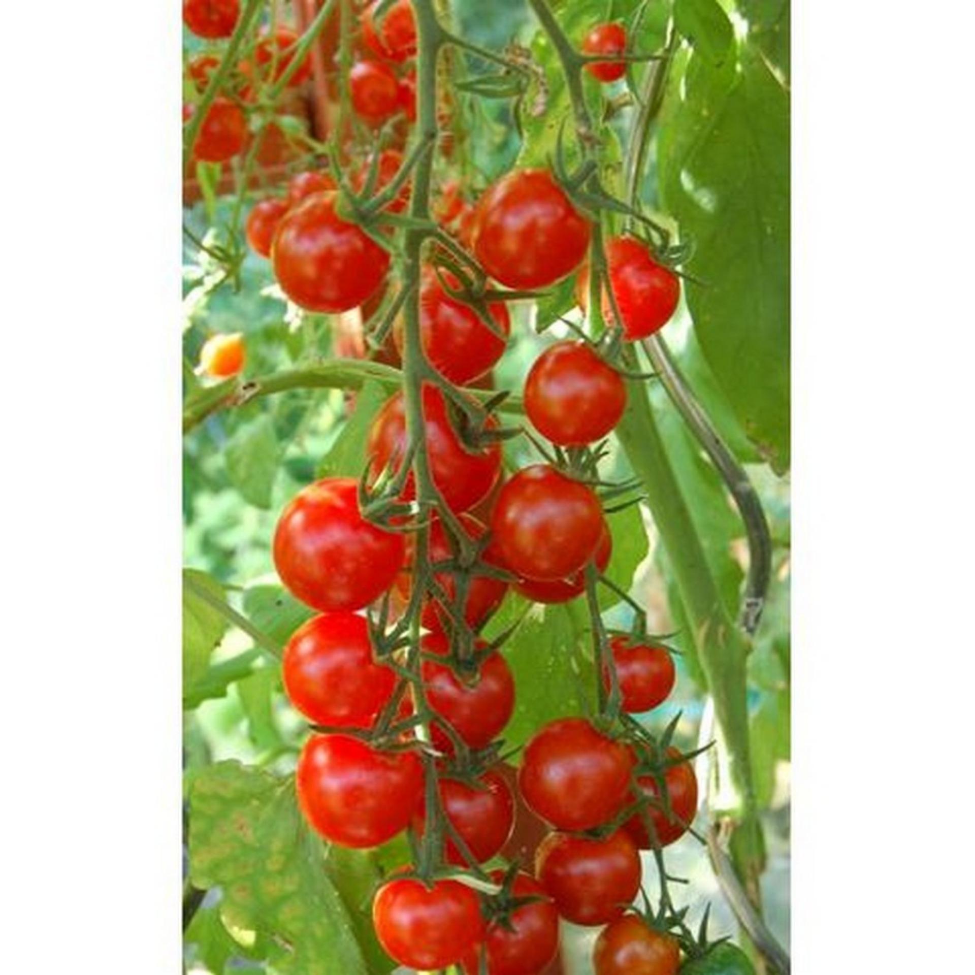 20 Hạt giống Cà chua chery đỏ (tặng Kích nẩy mầm, Hướng dẫn ươm)