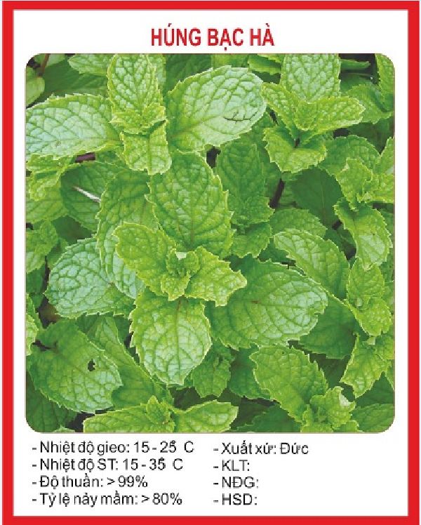 Hạt giống Húng bạc hà (Húng lủi) – 0.1Gram/gói