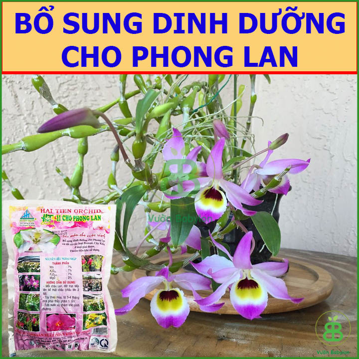 Phân Bón Cho Phong Lan Hải Tiến ORCHID