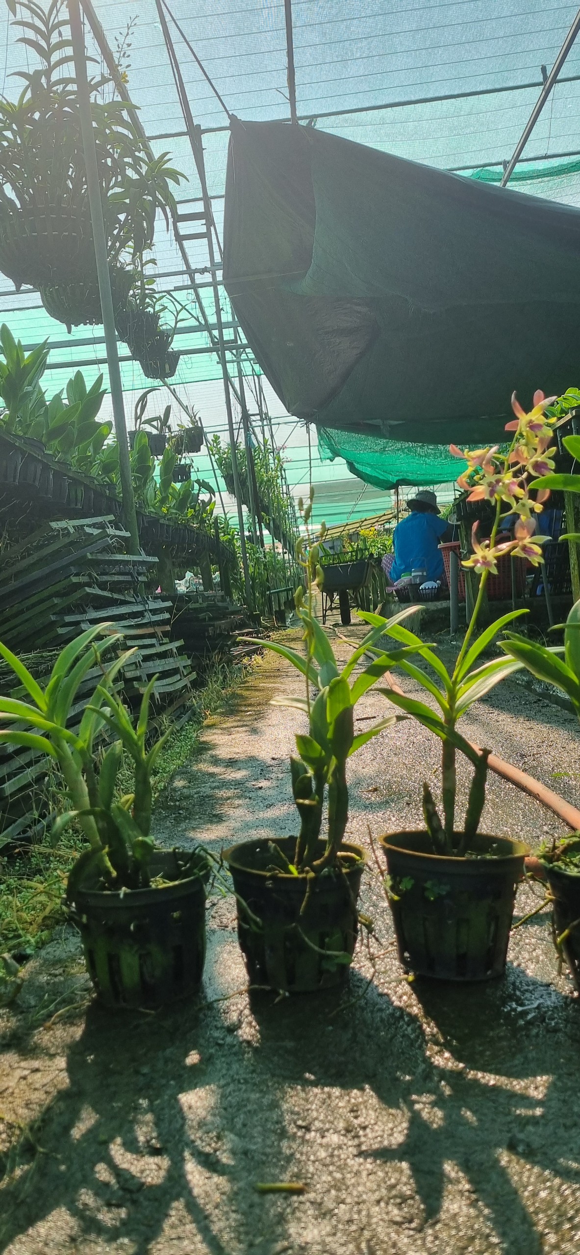 HOA LAN BÀ LIỄU HỒNG
