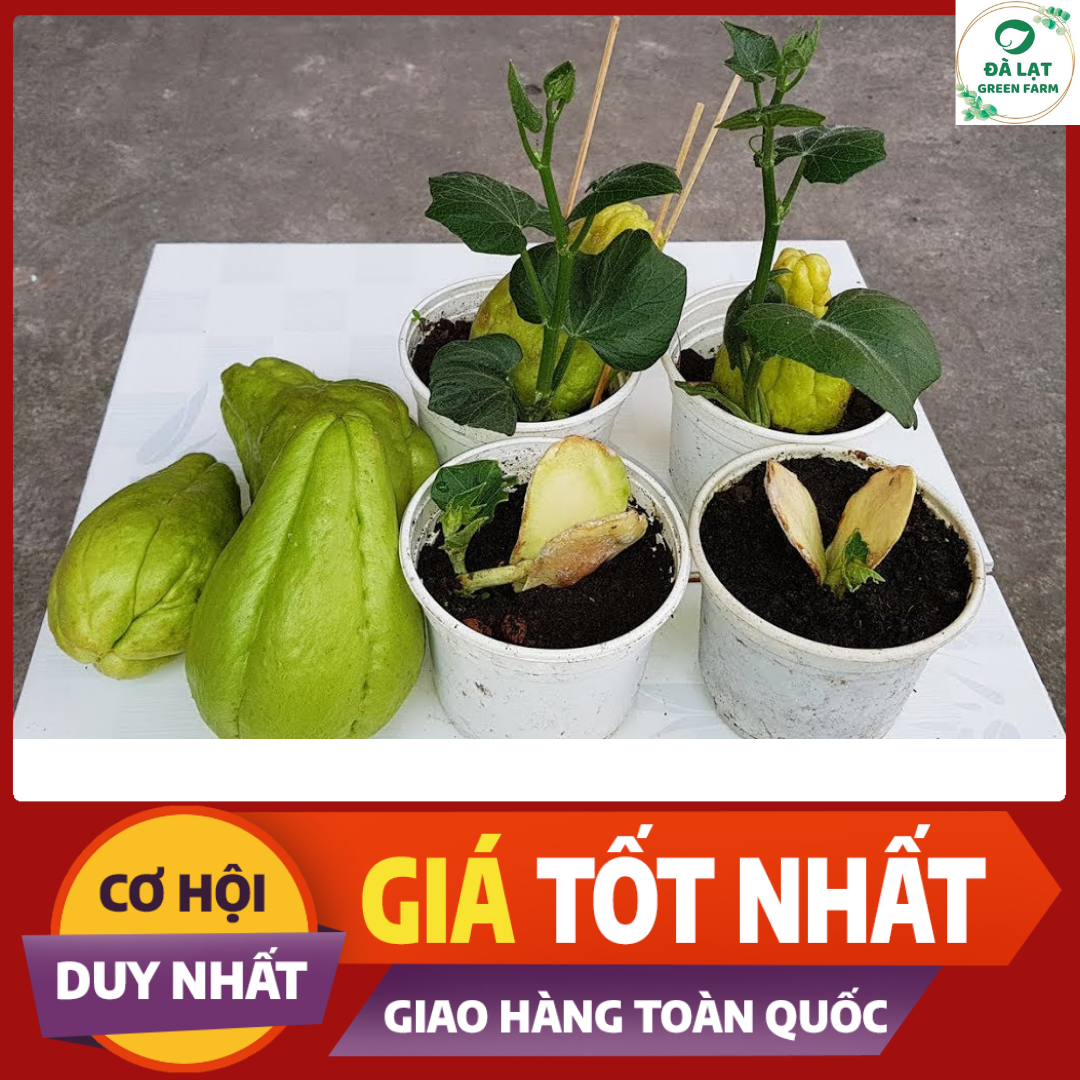 TRÁI/ QUẢ SU SU GIỐNG_ĐÃ CÓ MẦM