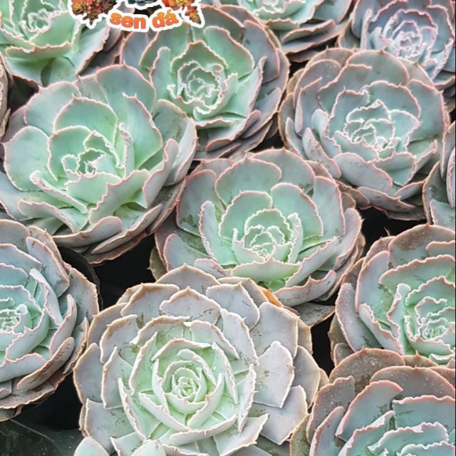 Sen đá bắp cải xoắn
