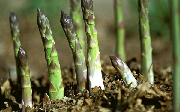 BẦU CÂY GIỐNG MĂNG TÂY XANH 1 NĂM TUỔI, SIÊU NĂNG SUẤT, SIÊU KINH TẾ