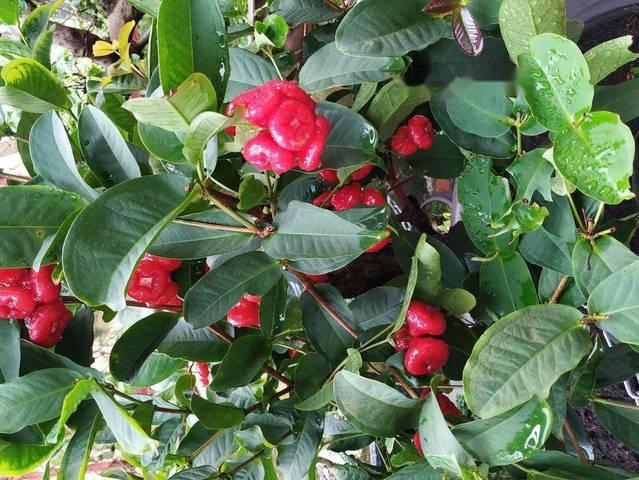 Cây giống mận hoàng yến.
