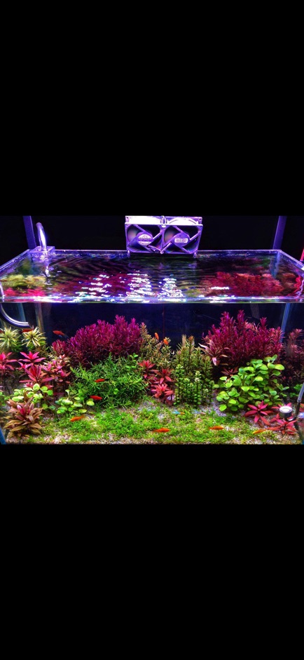Cây Thủy Sinh Rotala Colorata - 30k/20ngọn