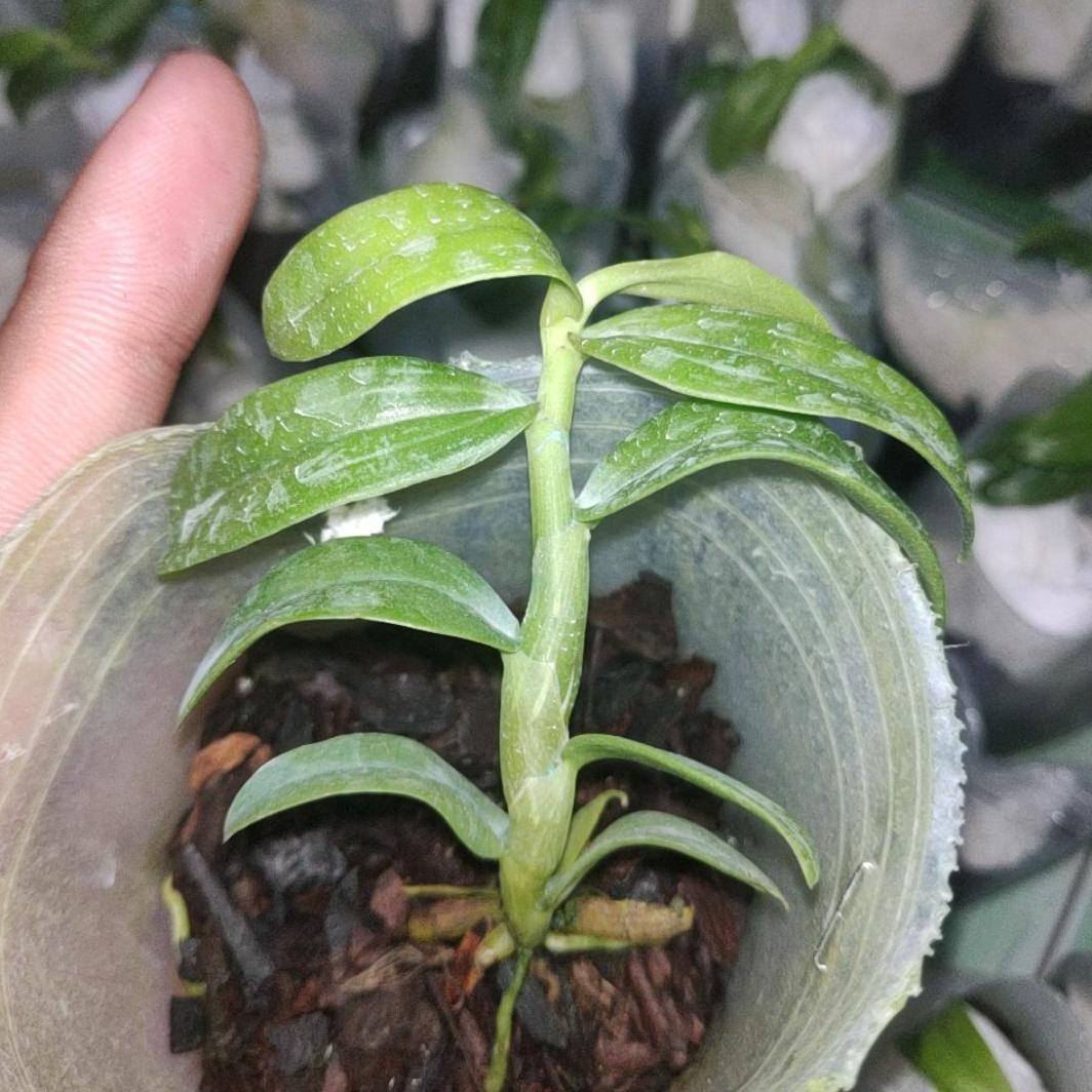 3 Cốc Giả Hạc ươm kie hoa xổ số