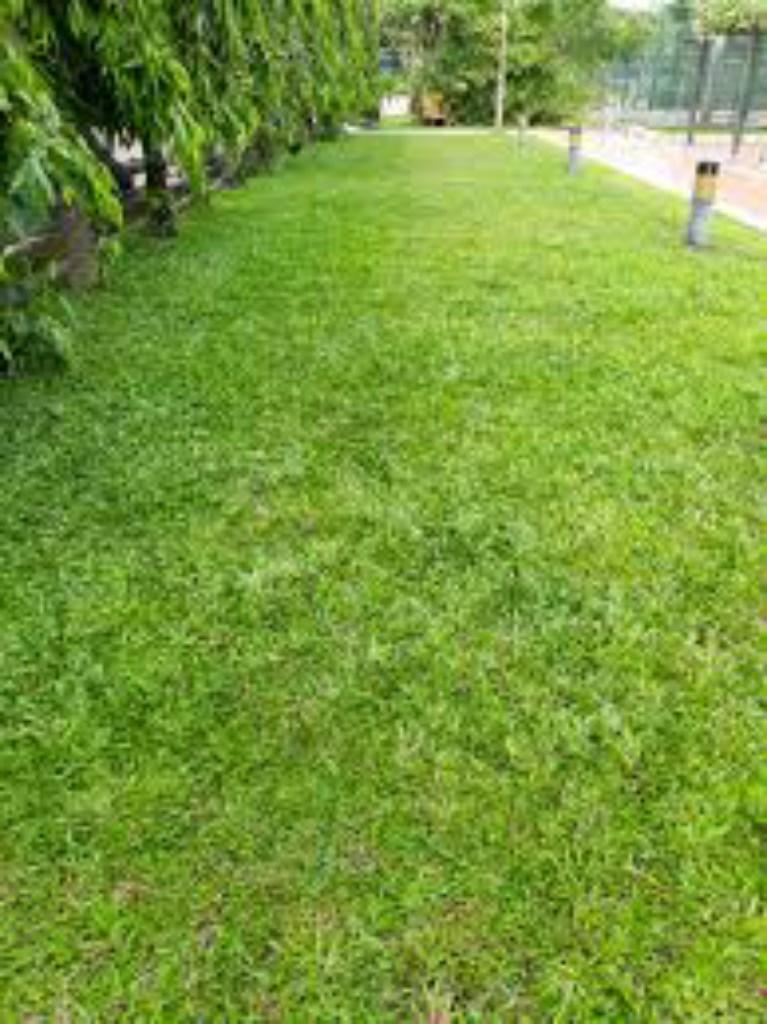 Cỏ Lá Gừng - Cỏ Sân Vườn. Túi 0,5Kg - Năng Xuất Cao - Rất Dễ Trồng.