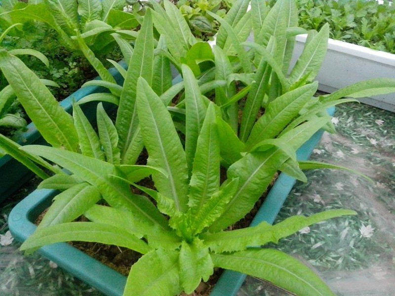 Hạt Giống Rau Diếp Thơm - Gói 5gram
