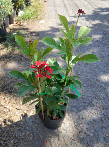 [Cây giống hoa] Hồng Mai - Trang Flowers